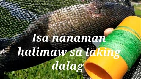 Jackpot Nanaman Sa Dambuhalang Dalag Tiksay Fish Hunting YouTube