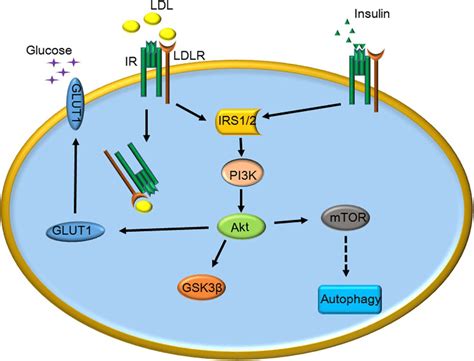 Schematic Representation Of The Similar Effects Of Ldl And Insulin On