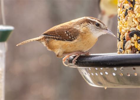 Carolina Wren - FeederWatch