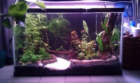 10 Gallon Aquascape Ideas Aquascape Ideas