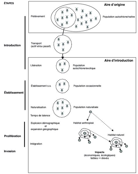 Processus D Invasion Biologique Tapes Et V Nements Majeurs