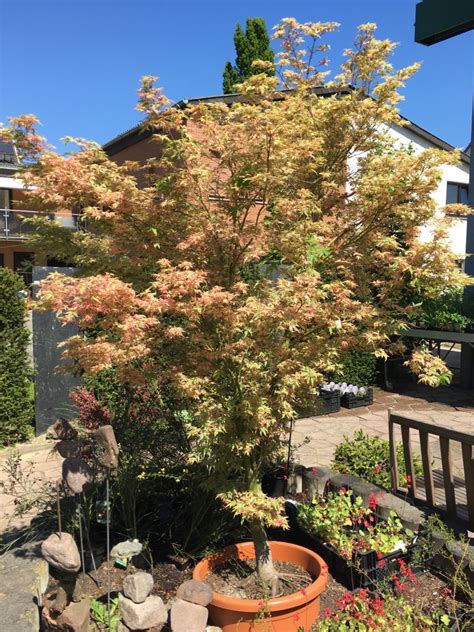 Zierstr Ucher Spiess Baumschule Gartengestaltung Wahlsburg