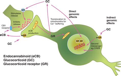 Figure 4 From 60 Years Of Neuroendocrinology Redefining