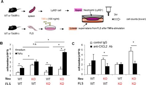 Enhanced Chemotactic Activity In TIARP Neutrophils And Its Blockade