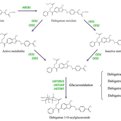 Genes Involved In The Metabolism Of Dabigatran Etexilate 32