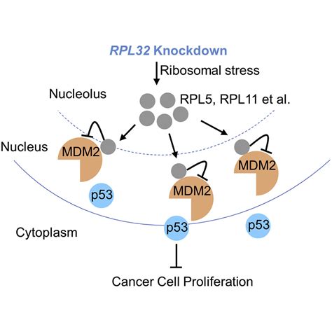 Rpl Promotes Lung Cancer Progression By Facilitating P Degradation