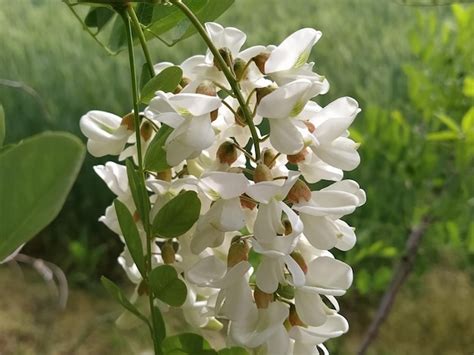 Flores de acacia blanca robinia pseudoacacia comúnmente conocida en su