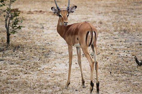 Quadrupeds - Examples of Four-Legged Animals - With Info and Photos