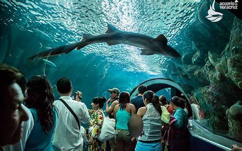 Visita Mandinga Y El Aquarium Del Puerto De Veracruz Jarochos