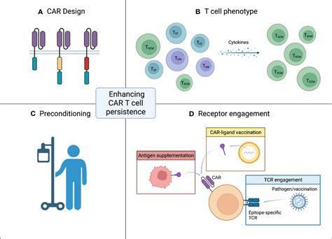 Strategies for enhancing CAR T cell persistence. (A) CAR design. The ...