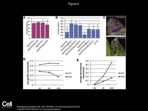 Phf Controls Male Sex Determination In The Drosophila Germline Ppt