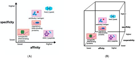 Ijms Free Full Text Affinity Specificity And Cooperativity Of Dna