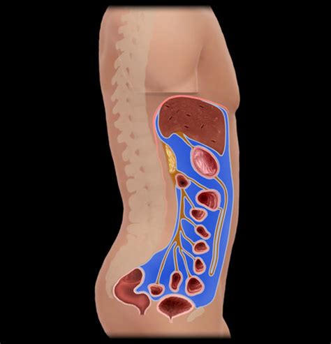 Lecture Exam 4 Digestive And Urinary System Flashcards Quizlet