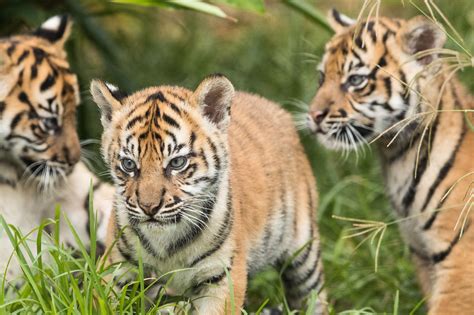 Rare Sumatran Tiger Cubs Make a Debut at Taronga Zoo in Sydney - Bloomberg