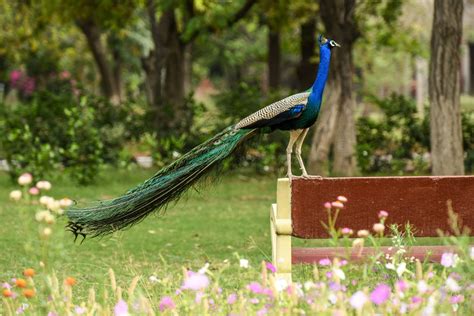 Why Los Angeles County Is Going To War With Feral Peacocks