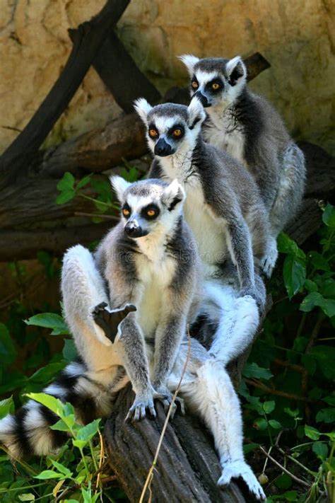 Lemurs Atop A Fallen Tree Trunk In A Lush Tropical Forest Stock Image Image Of Primates