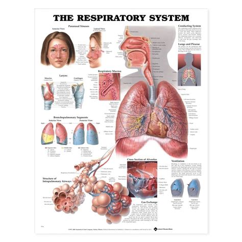 The Respiratory System Anatomical Chart Poster Laminated