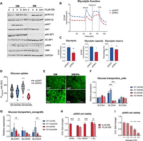 P Confers Starvation Sorafenib Synergism By Regulating Glycolytic