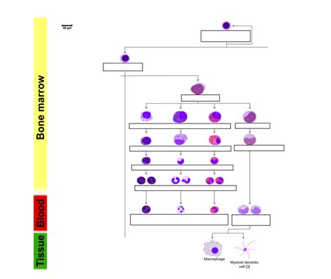 Granulopoiesis Diagram | Quizlet