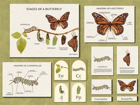 Monarch Butterfly Life Cycle Unit Study Nature Homeschool Etsy Canada