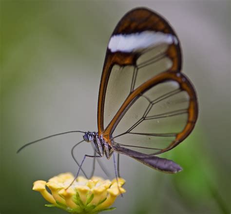 Glasswing Butterfly By Glenn0o7 On Deviantart