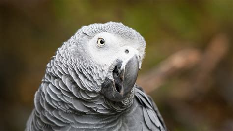 African Grey Parrot Wallpapers - Wallpaper Cave