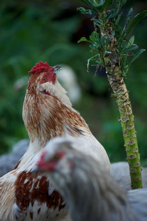 Araucana rooster | Claire Bickle