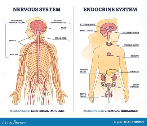 Sistema Nervioso Vs Endocrino Con Mensajeros Diferencias Esquema