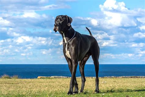 Black Great Dane Facts Traits Genetics And More With Pictures