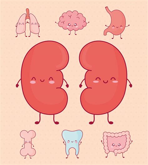 Cute Organs Bundle 2780512 Vector Art At Vecteezy