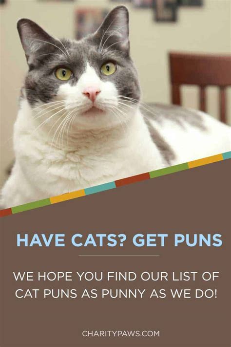 20+ Cat Puns That Are Pawsitively Awesome!