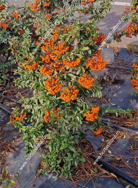 Pyracantha Coccinea Orange Glow Ingrijire Inmultire