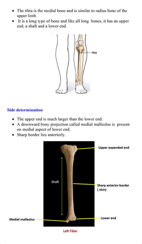 Tibia