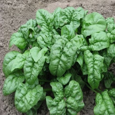 1000 Giant Noble Spinach Spinacea Oleracea Vegetable Seeds The