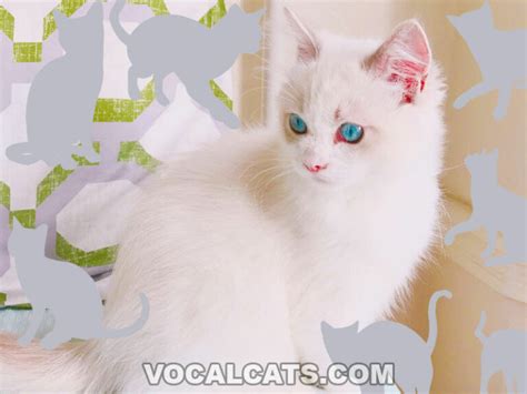 Blue Eyed White Ragdoll: Complete Guide - Vocal Cats