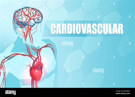 Schematic Illustration Of The Human Circulatory Vascular System Heart