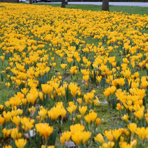 Yellow Crocus bulbs - Price €3.50