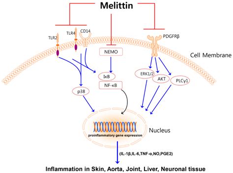 Molecules Free Full Text Anti Inflammatory Applications Of Melittin