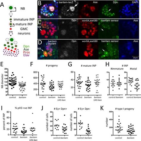 Type I And Type Ii Neuroblast Lineages In Drosophila Brain The Central