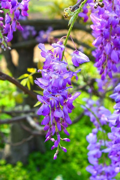 Simple Pleasures All In Bokeh Beautiful Flowers Flowers