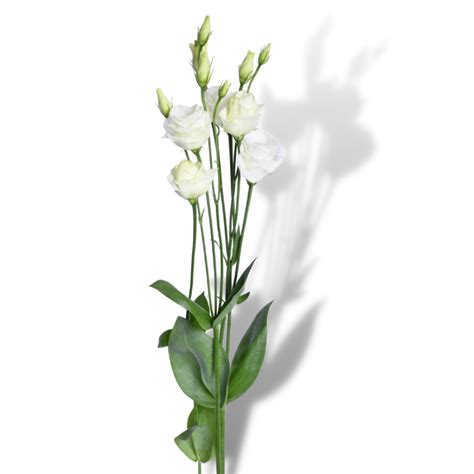 Lisianthus white Cvećara Online Belgrade