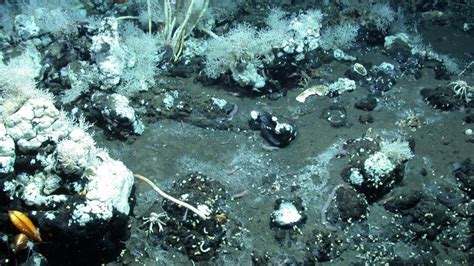 Deep Sea Microbes New Research Looks At Life Inside And Outside Of