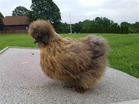 Partridge Silkies Straight Run Mranimal Farm