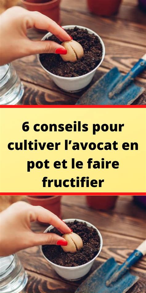 Conseils Pour Cultiver Lavocat En Pot Et Le Faire Fructifier