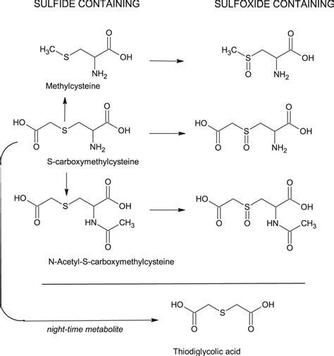 Urinary Metabolites Produced Following The Daytime Administration Of Download Scientific