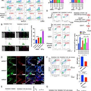 MiR 22 Increases The Antigen Presentation And CD8 T Cell Priming In A