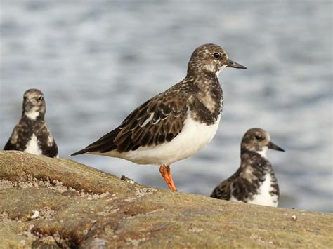 Turnstone Arenaria Interpres Seabird And Coastal Bird Images