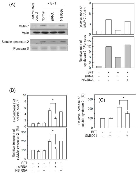 Ijms Free Full Text Bacteroides Fragilis Enterotoxin Upregulates