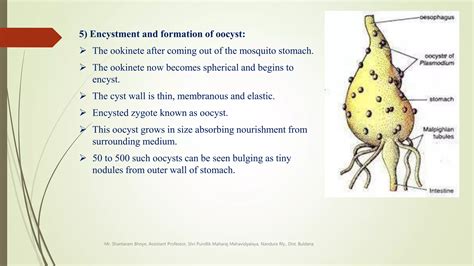 Sexual Life Cycle Of Plasmodium Vivax Copypptx