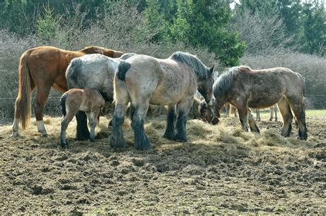 horse nature animal  photo  pixabay pixabay